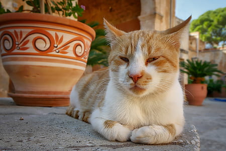 orange tabby cat beside orange floral vase thumbnail