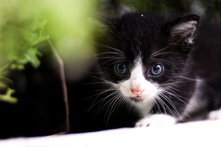 Kitten Peaking Through Greenery Photo thumbnail