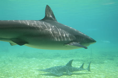 gray shark under water thumbnail