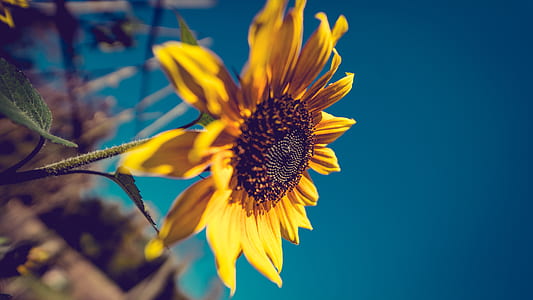 nature, garden, petals, plant thumbnail