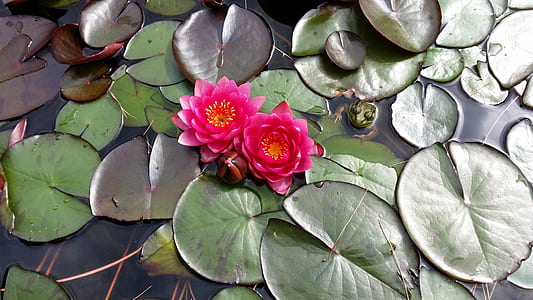 close-up photography of two pink lotus flowers on body of water thumbnail