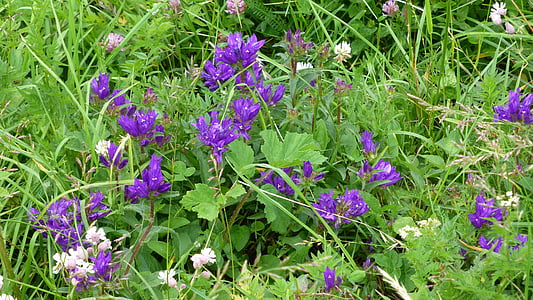 purple petaled flowers thumbnail