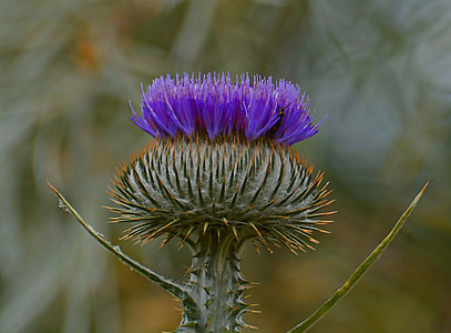 selective focus photography of purple thistle flower thumbnail