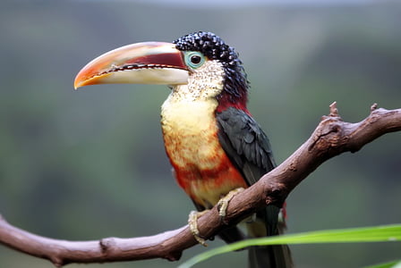 selective focus photography of black and orange toucan standing on tree branch thumbnail