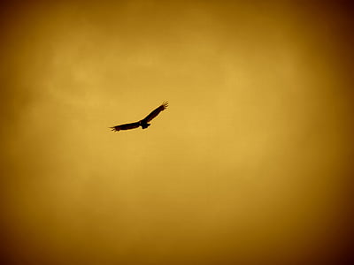silhouette photography of soaring eagle thumbnail