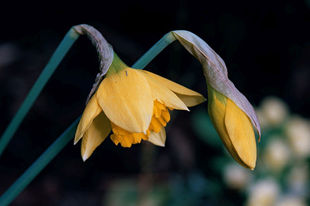yellow petaled flowers selective photography thumbnail