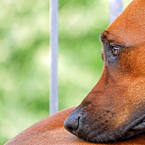 selective focus photography of tan dog thumbnail