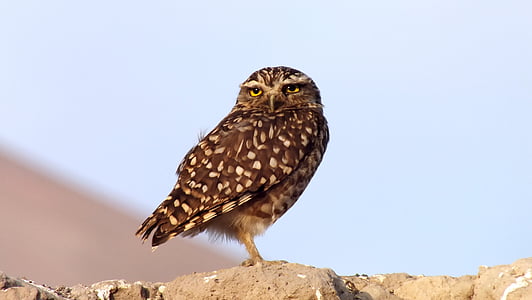 brown and white owl during daytime thumbnail