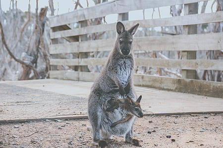 gray kangaroo with baby on its pocket near brown wooden fence photography thumbnail
