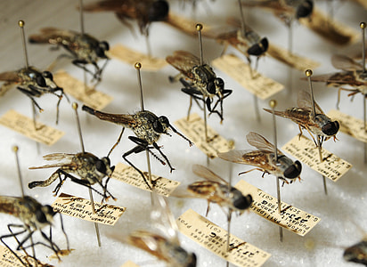 macro photography of insect collection thumbnail