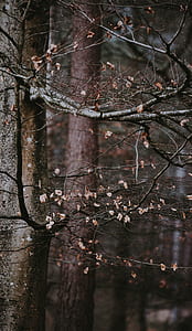 bare tree with dried leaves thumbnail