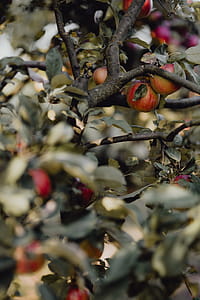 Red apples on a tree in the garden thumbnail