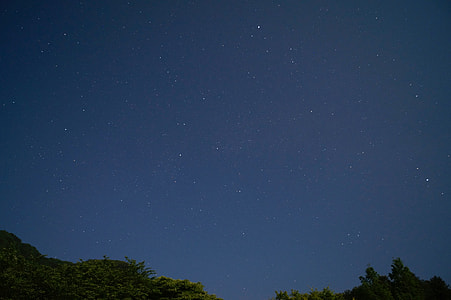 green trees at nighttime thumbnail