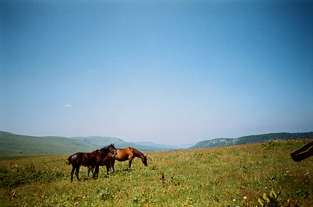 Black And Brown Horses On Grass Field thumbnail