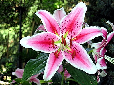 pink petaled flowers thumbnail