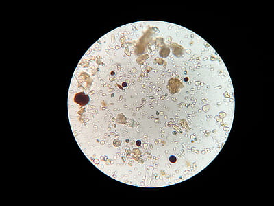 microscopic image thumbnail
