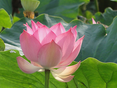 selective focus photo of pink lotus thumbnail