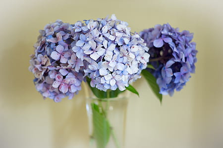 purple flowers in glass vase thumbnail