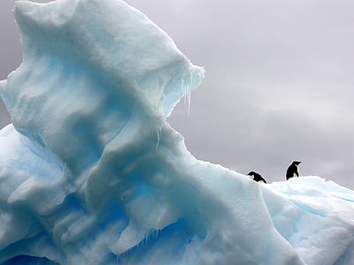 penguin standing on iceberg thumbnail