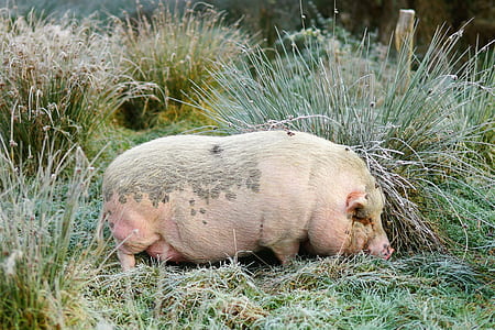 pink pig photo during daytime thumbnail