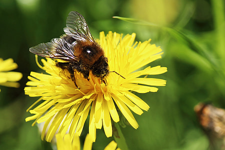 brown bee on top of yellow petaled flower thumbnail