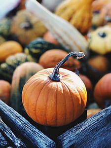depth of field photography of squash thumbnail