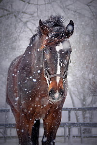 close-up photography of brown and white horse thumbnail