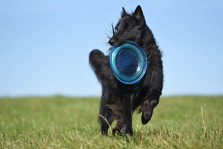 adult black Belgian sheepdog thumbnail