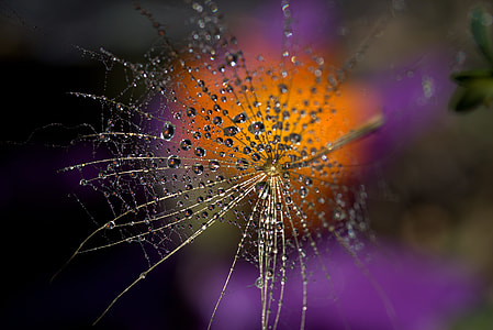 macro shot of spider web thumbnail