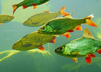 school of green fish thumbnail