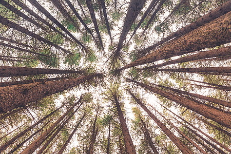 worms eyeview of green trees thumbnail
