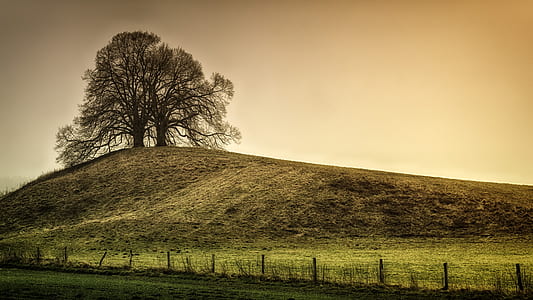 tree on green grass field thumbnail