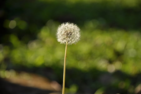 dandelion in selective focus photography thumbnail
