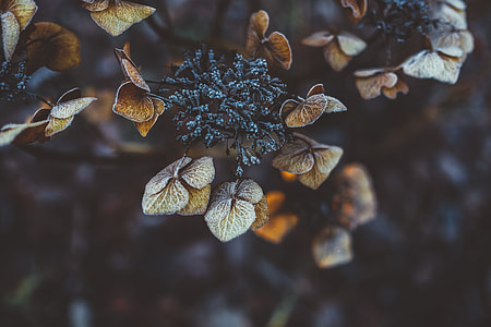 brown petal flower in shallow focus photography thumbnail