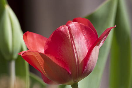 selective focus photography of red tulip in bloom thumbnail