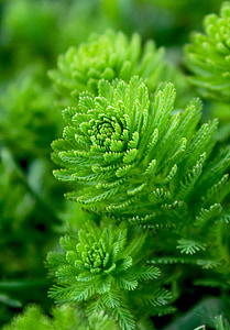 close-up photography of green leaf plant thumbnail