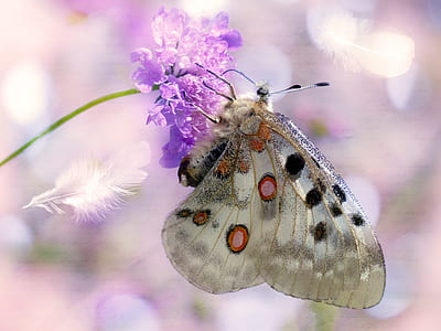 white, black, and red spotted butterfly perched on purple petaled flower closeup photography thumbnail
