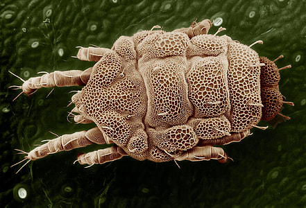 micro photography of gray insect thumbnail