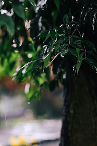 Wet spring garden thumbnail