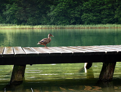 brown mallard duck on top of bridge during daytime thumbnail