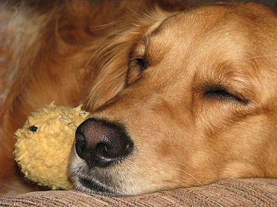adult dark golden retriever lying on cushion thumbnail