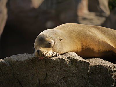 brown seal sleeping thumbnail