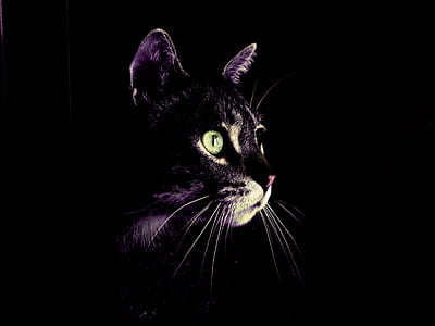 black cat thumbnail