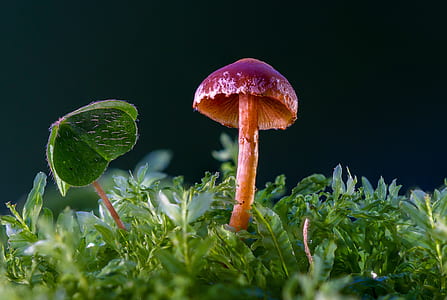 red and purple mushroom in macro photography thumbnail
