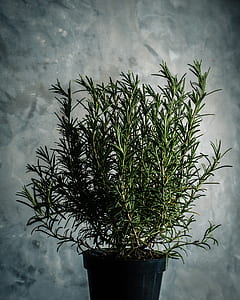 herbs, rosemary, green, plant, pot thumbnail