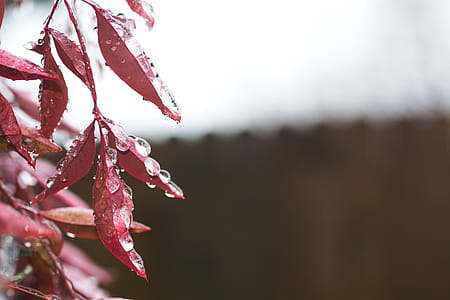 Close Up Photography of Red Leaves thumbnail