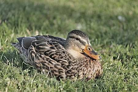 gray duck lying on green grasses thumbnail