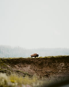 brown bison on land thumbnail