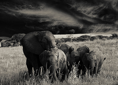 grayscale photo of elephants on field thumbnail