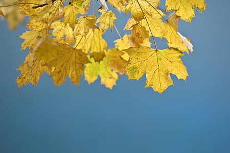 yellow maple leaves thumbnail